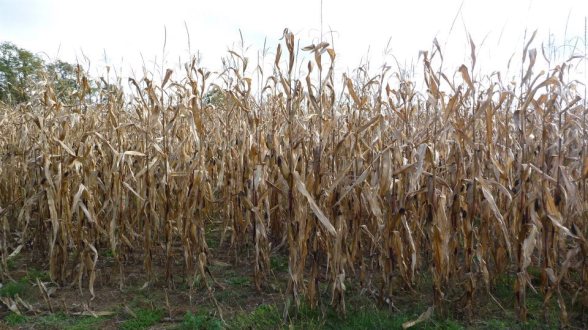 389941_210135982397553_1820210158_n